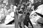 Malaysia-Batu_caves-Monkeys.jpg